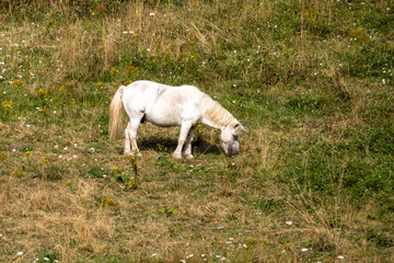 Obraz premium white horse grazing in a meadow