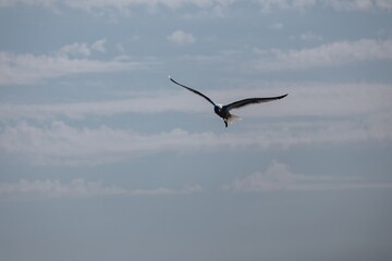 seagull in the sky