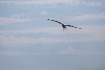 seagull in the sky