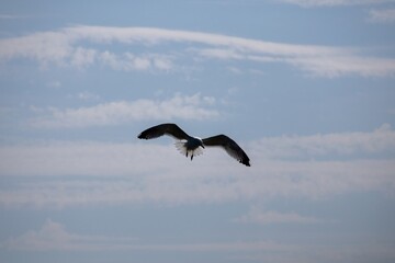 seagull in the sky