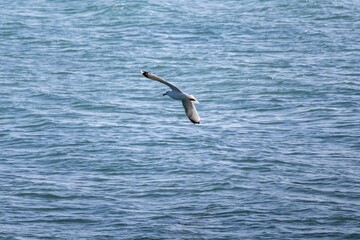 seagull in the sea