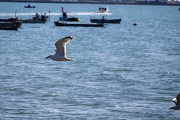 seagulls in flight