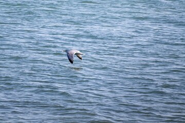 seagulls in flight