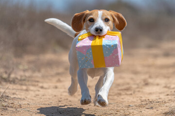 joyful dog hops through sunny park colorful gift held securely in its jaws