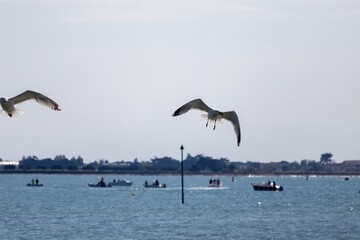 seagulls in flight