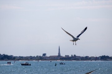 seagulls in flight