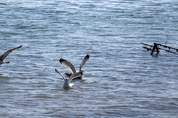 seagulls in flight