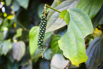 Black Pepper Plant with Green Peppercorns Growing on Vine in Organic Spice Plantation. Macro Photography Green Black Peppercorns on Plant Vine with Fresh Leaves in Herbal Farm. Fresh Black Pepper Vine