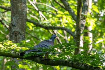 bird on a branch