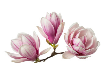 Fototapeta premium Three elegant magnolia blossoms, two partially open, one fully open, with pink and white petals on a dark branch, isolated against a brilliant white background, spring elegance concept