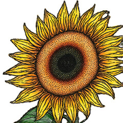 Bright yellow sunflower blossom isolated on a white background is a single, beautiful nature plant of summer flora.