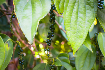 Black Pepper Plant with Green Peppercorns Growing on Vine in Organic Spice Plantation. Macro Photography Green Black Peppercorns on Plant Vine with Fresh Leaves in Herbal Farm. Fresh Black Pepper Vine