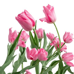 Fototapeta premium A beautiful bouquet of pink tulips and flowers with green leaf isolated on a white background for spring beauty.