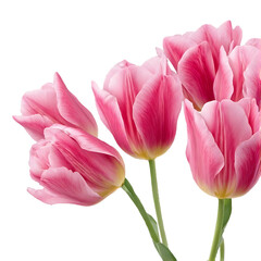 Naklejka premium Isolated beautiful pink tulips on a white background, representing spring, nature, and floral beauty.