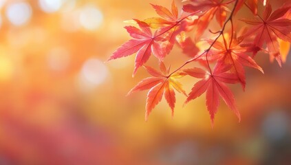Autumn leaves in warm sunlight