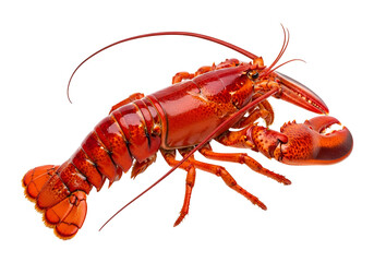Vibrant red lobster presented against a striking black background.