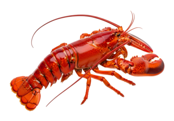 Vibrant red lobster presented against a striking black background.