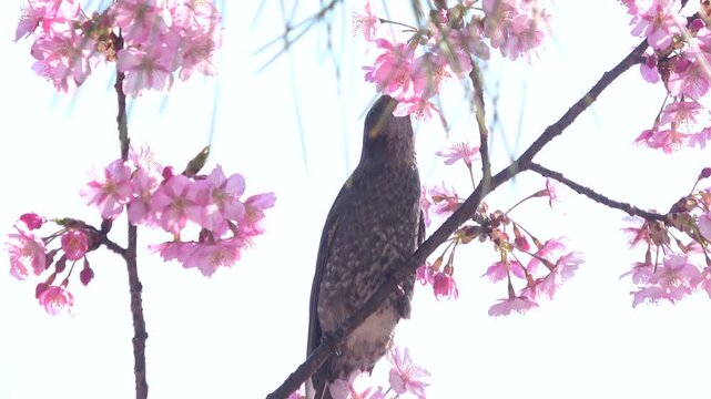 満開の早咲き桜、河津桜の花蜜を食べるヒヨドリのクローズアップ 4K