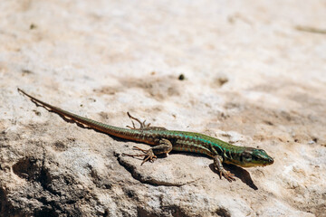 A detailed view of a green-colored Maltese wall lizard (Podarcis filfolensis) lying on a warm rock surface in bright sunlight, showcasing its vivid patterns and natural behavior in the wild