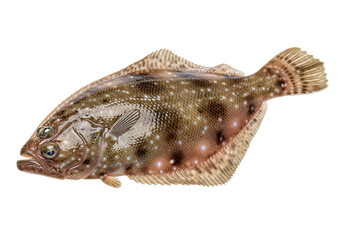 Close-up of a speckled, flatfish, showcasing its detailed scales and form against a dark background.