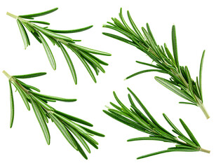 Naklejka premium Firefly_Four Sprigs of Fresh Rosemary Herb Arranged in a Pattern spice culinary isolated on