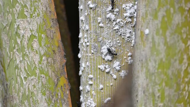 Black ants eating Brevicoryne brassicae. Its common names&nbsp;cabbage aphid&nbsp;and&nbsp;cabbage aphis. Its destructive&nbsp;aphid&nbsp;(plant louse) native to&nbsp;Europe&nbsp;that is now found in many other areas of the world.