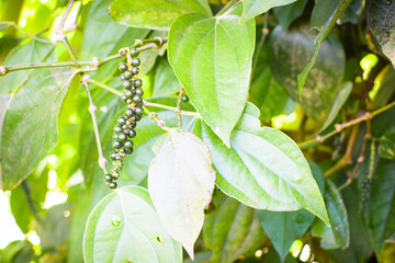 Black Pepper Plant with Green Peppercorns Growing on Vine in Organic Spice Plantation. Macro Photography Green Black Peppercorns on Plant Vine with Fresh Leaves in Herbal Farm. Fresh Black Pepper Vine