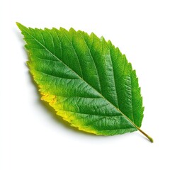 Obraz premium Green autumn leave leaf eco-friendly botanical.
