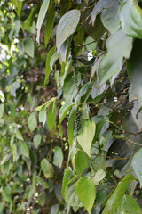 Obraz premium Black Pepper Plant with Green Peppercorns Growing on Vine in Organic Spice Plantation. Macro Photography Green Black Peppercorns on Plant Vine with Fresh Leaves in Herbal Farm. Fresh Black Pepper Vine