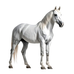 Fototapeta premium A majestic, pure white horse stands against a black backdrop, showcasing its flowing mane and tail, muscular build, and elegant posture