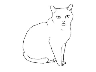 正面を向いて座る白猫