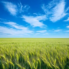 Naklejka premium Serene Green Wheat Field Under Blue Sky with Clouds