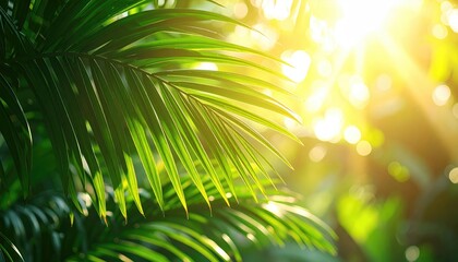 Sunlit fronds fill the frame, bright sun flares shining through foliage, creating a lush, tropical feel