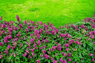 Fresh Outdoor Purple Salvia Splendens Flower Bed and Green Grass