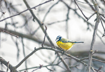 Little Eurasian blue tit sits on bare tree in winter garden, soft selective focus