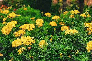 Obraz premium Bright Sunlight Yellow Marigold Flower Blossom Garden Fresh Springtime Outdoor