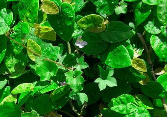 Close-up view of fresh green leaves with small purple flowers in sunlight, creating a natural summer