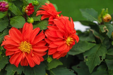 Vibrant Close Up Orange Dahlia Flower Bloom with Fresh Green Leaves
