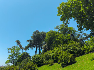 Scenic view of lush green park with different species of tall trees and dense shrubs on a sunny day,