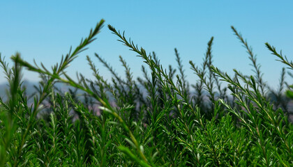 Close-up of green branches, grass leaves against blue sky, summer herbal background in panoramic