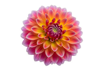 A vibrant dahlia flower, in shades of pink and orange, displays intricate detail against a striking black backdrop.