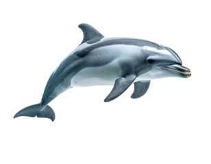 A sleek, grey dolphin leaps, showcasing a dark grey stripe along its side, against a black background.  Its body is streamlined and elegant