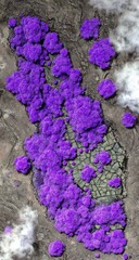 A vibrant, purple flora thrives on a textured, gray landscape, showcasing an intricate pattern of rock formations.