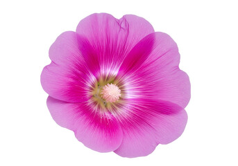 A vibrant, close-up shot of a single, fully opened, pink flower against a pure black background.