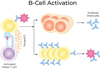B-Cell Activation Process A Simplified Overview Vector Illustrator.