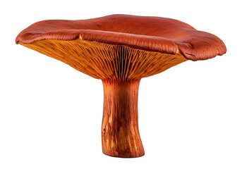 A detailed close-up view of a vibrant orange-brown mushroom, showcasing its intricate textures and structure against a stark black backdrop.