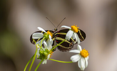 Zebra longwing butterfly (Heliconius charithonia) on a Florida wildflower