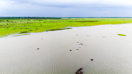 Aerial view of a group of buffaloes wading in water at Meja Dam, Bhilwara, among rocks, with a...