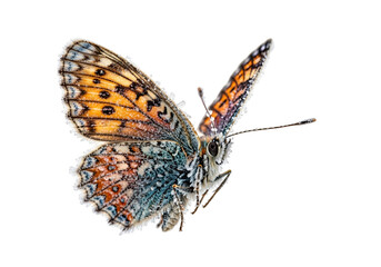 Close-up of a butterfly wing, adorned with frost, showcasing intricate patterns and vibrant colors against a stark black background.