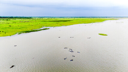 Aerial view of a group of buffaloes wading in water at Meja Dam, Bhilwara, among rocks, with a...
